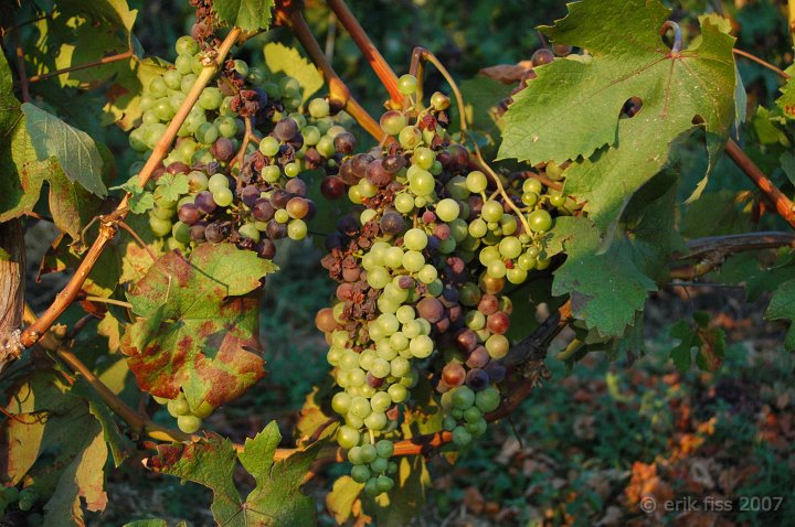 Vine - click to continue