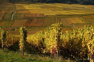 Route du vin d'Alsace