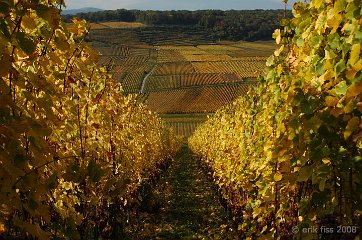Route du vin d'Alsace