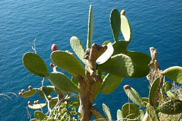 Cinque Terre