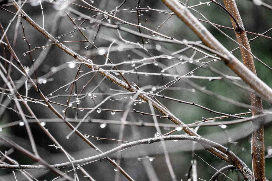 Twigs - click to continue