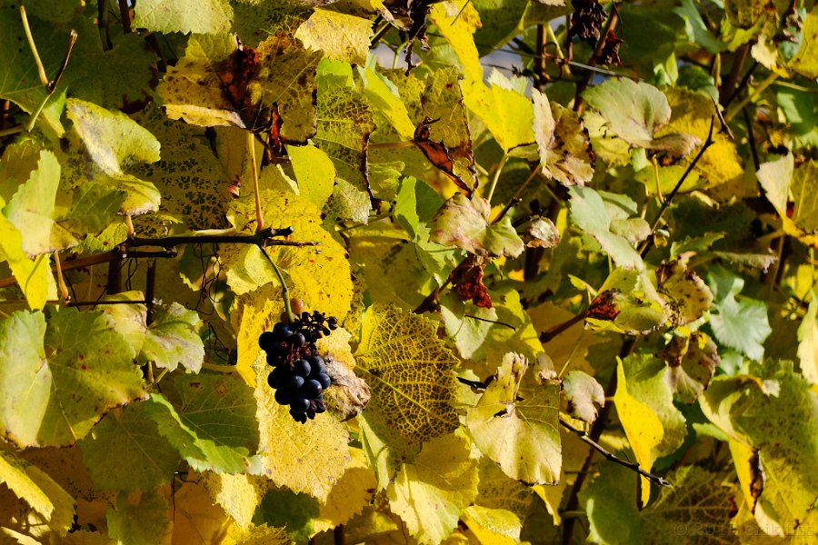 Wine - click to continue