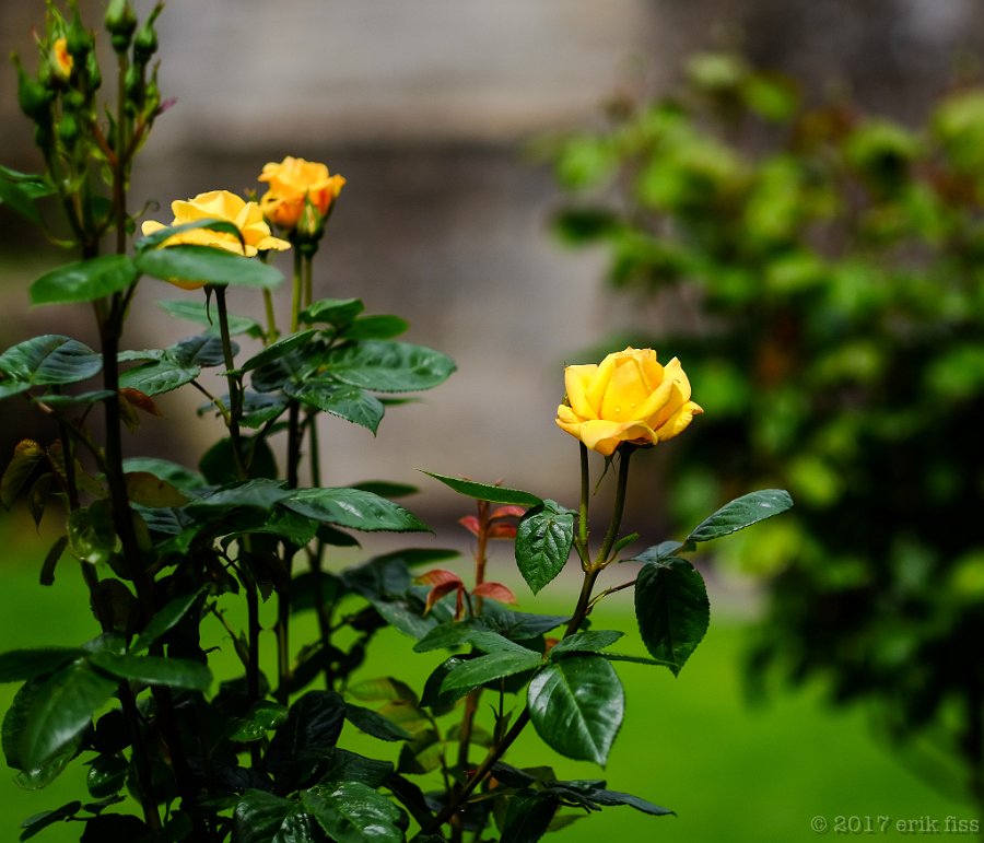 Rose - click to continue
