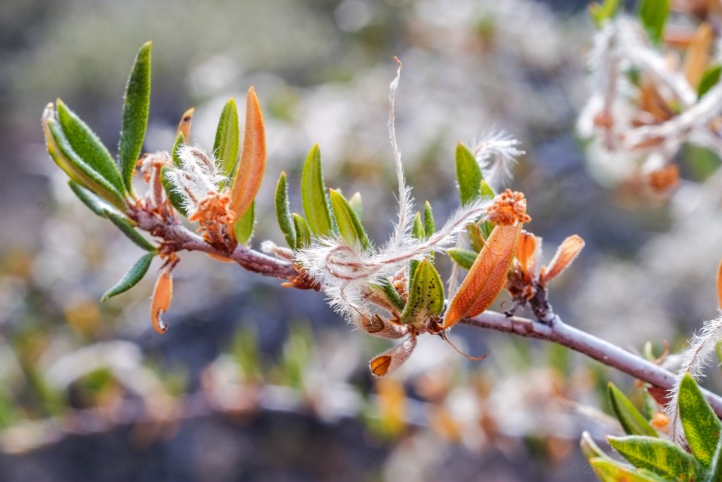 Lava Beds National Monument - click to continue