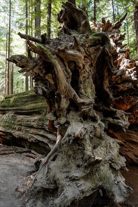 Humboldt Redwoods SP - click to continue