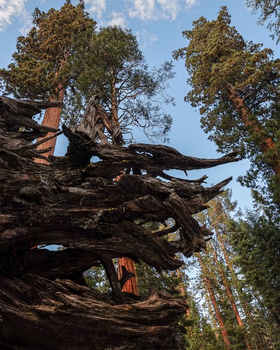 Mariposa Grove - click to continue
