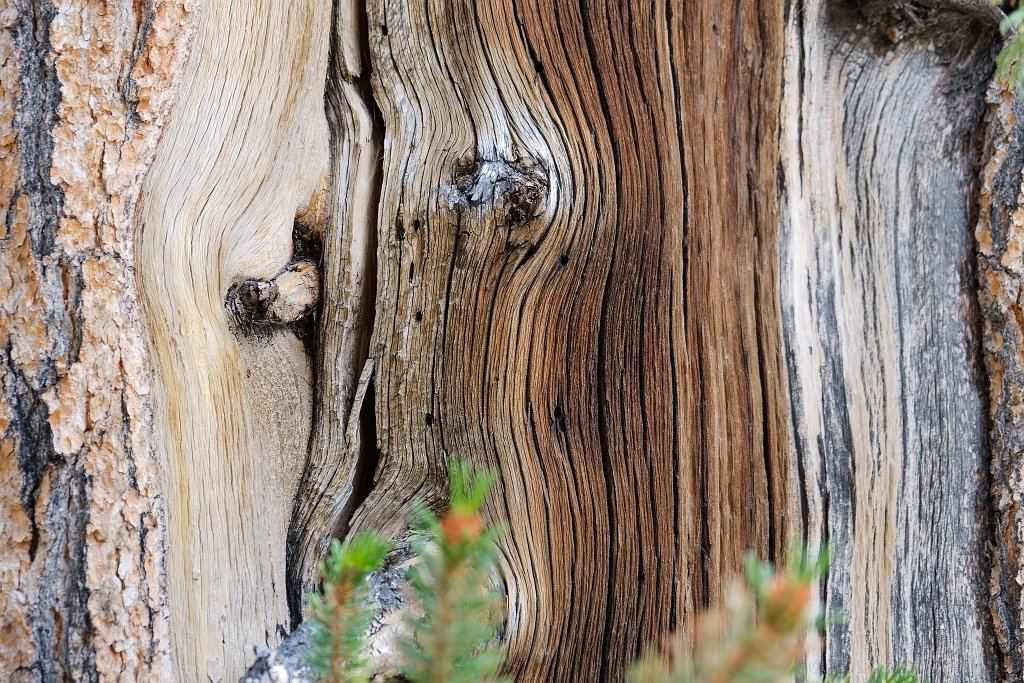 Ancient Bristlecone Pine Forest - click to continue