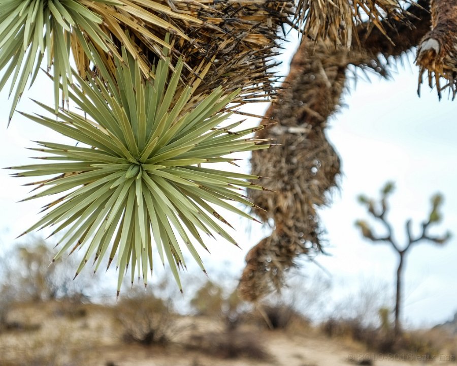 Joshua Tree NP - click to continue