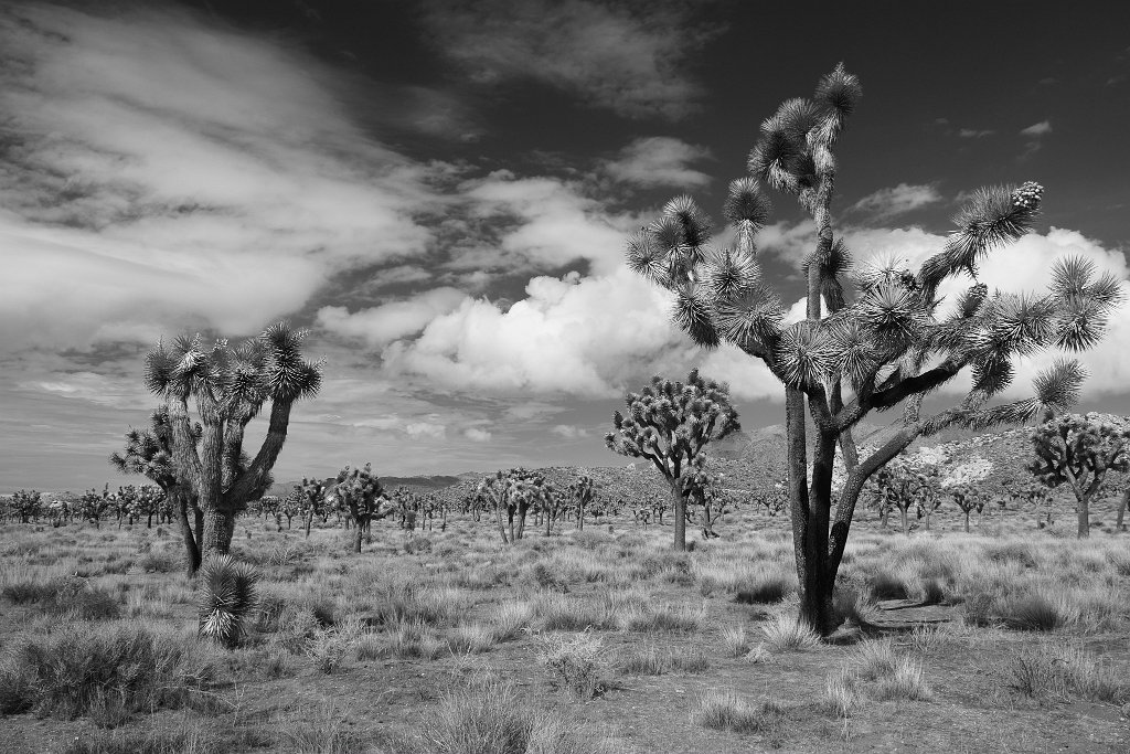 Joshua Tree NP - click to continue