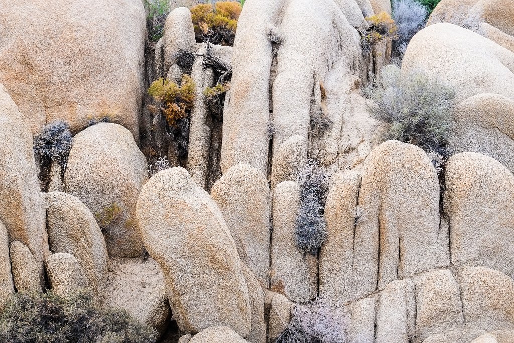 Joshua Tree NP - click to continue