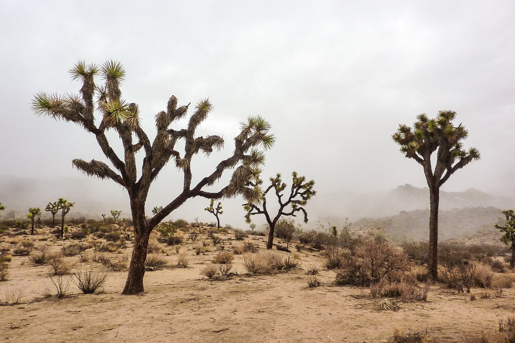 Joshua Tree NP - click to continue