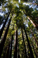 Humboldt Redwoods SP