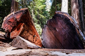 Humboldt Redwoods SP