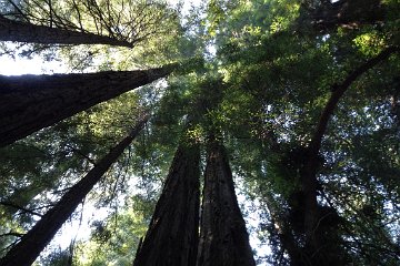 Humboldt Redwoods SP