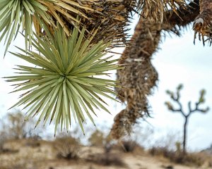 Joshua Tree NP