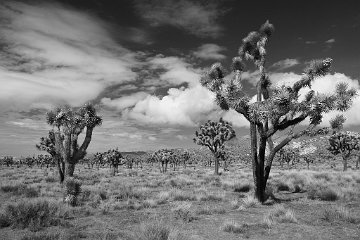 Joshua Tree NP