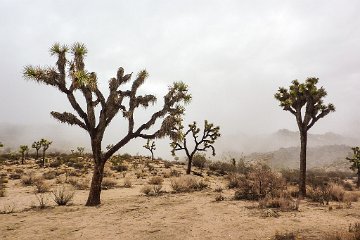 Joshua Tree NP