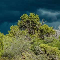 Black Canyon of the Gunnison NP