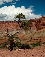 Capitol Reef National Park