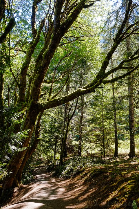 Olympic National Park, Marymere - click to continue