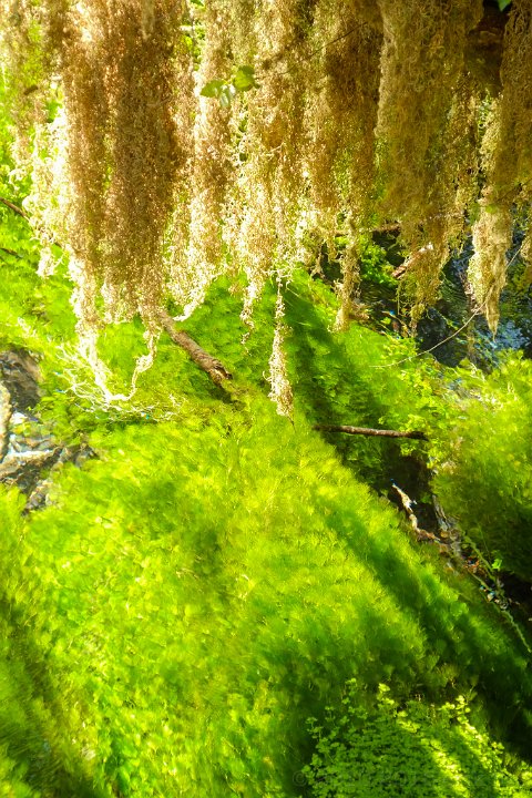 Olympic National Park, Hoh Rain Forest - click to continue