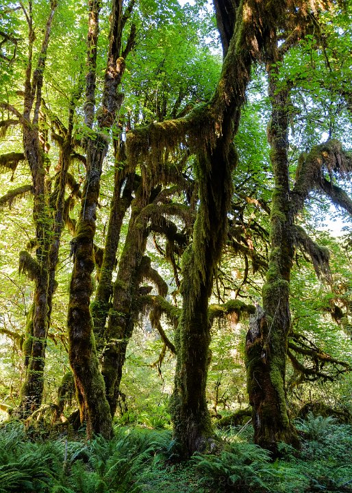 Olympic National Park, Hoh Rain Forest - click to continue