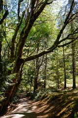 Olympic National Park, Marymere