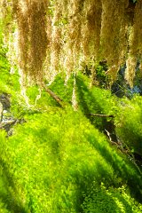 Olympic National Park, Hoh Rain Forest