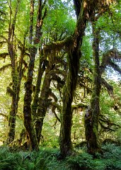 Olympic National Park, Hoh Rain Forest